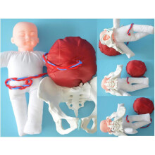 Birth Model Human Female Pelvis Model Birth Birth Birth Model with Female Pelvis Gynecology Teaching Birth Simulator Female Pelvis and Models