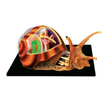 Mannequin 4D Assembly Snail Model 32 Removable Organs and Body Parts Anatomy Model Educational for Learning Human Organ Model