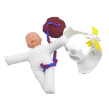 MannequinSimulator of the human body, very pelvis model, midwifetraining model, demonstration set, pelvis and removable human organ model