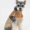 Cold Weather Pet Coat Windproof Protective-light brown XL 6