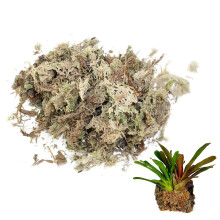 Sphagnum Moss Dried Spagnum Dry Moss for Reptile Bedding and Terrarium Pet Supplies 150g Sphagnum Dry for Reptiles Reptile Spagnum for Plants