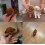 Ρομποτικό σκυλί συμβατό με ενήλικες, ρομποτικό σκυλί με τεχνητή νοημοσύνη, το 5