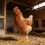 4 Pcs Poultry Leg Injury Splints Highlighting Modifiable-h 4
