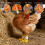 4 Pcs Poultry Leg Injury Splints Highlighting Modifiable-h 7