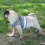 (Blue-XS)Cat Harness, Cat Harness Escape Proof 4
