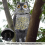 Prowler Owl Garden, Περιστρεφόμενο Κεφάλι Κουκουβάγιας, Απωθητικό Παρασίτων Πουλιώ 4