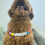 Collar de perro personalizado con cuentas, collar extraíble para perro 2