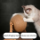 Roue pour chat, griffoir, balle à griffer, jouets pour chat 4