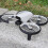 Propellerschutzring für DJI FLIP Drohne, C 4