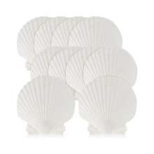 15 stuks natuurlijke zeeschelpen, groot, wit, 10-12 cm.