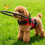 Adjustable Blind Dog Harness Crashproof Protective Collar-M Red 6