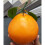 Artificial Citrus Fruit Model Foam Materials Oranges Indoor 6