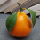 Artificial Citrus Fruit Model Foam Materials Oranges Indoor 7
