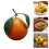 Artificial Citrus Fruit Model Foam Materials Oranges Indoor 2