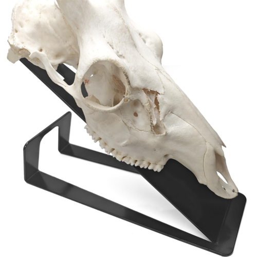 Support de crâne de cerf européen, support de crâne de cerf de table 1