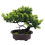 Altezza artificiale giapponese: 9,5 pollici 1