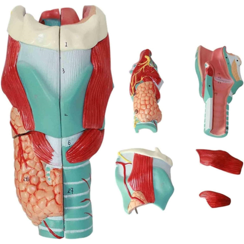 Modelo de anatomía laríngea humana, anatomía médica para la enseñanza científica