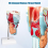 Modelo de anatomía laríngea humana, anatomía médica para la enseñanza científica 2