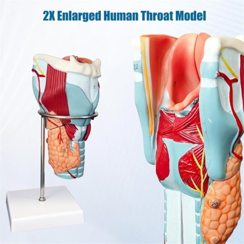 Modelo de anatomía laríngea humana, anatomía médica para la enseñanza científica 1