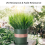 Erba artificiale in plastica, pianta erba verde 4
