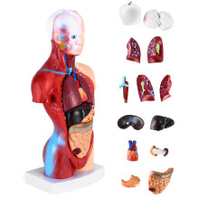 15Piece Human Anatomy Model Skull Brain Torso and Internal Organs for Medical Students Doctors and Teachers 28 cm