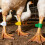 Numbered Poultry Leg Rings for Chicken Duck-Green 7