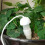 Watering Spikes, Slow Release Efficient Irrigation, Automatic Dripper for Home, Garden 2