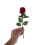 Rote Ringbox Rosendesign Romantische Schmuck Aufbewahrung 4
