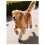 4PCS Dog Snow Boot Plush Lining Enhancing Grip Quick-Black 4 3