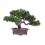 Realistic Faux Miniature Tree Decoration Plastic Zen-longevity 1