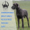 Extra Large Breathable and Drinkable Metal Basket Muzzle Designed Compatible with Great Dane to Prevent Biting 5