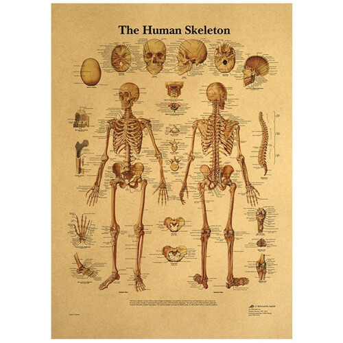 Human Skeleton Anatomy Poster Vintage Skeleton System Anatomical Chart ...