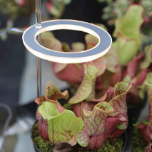 XOGQ LED Grow Light Full Spectrum Phyto Grow Lamp USB for Plants 5V Pink White