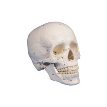 'Skull Model 3 Part Numbered'