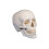 'Skull Model 3 Part Numbered' 1