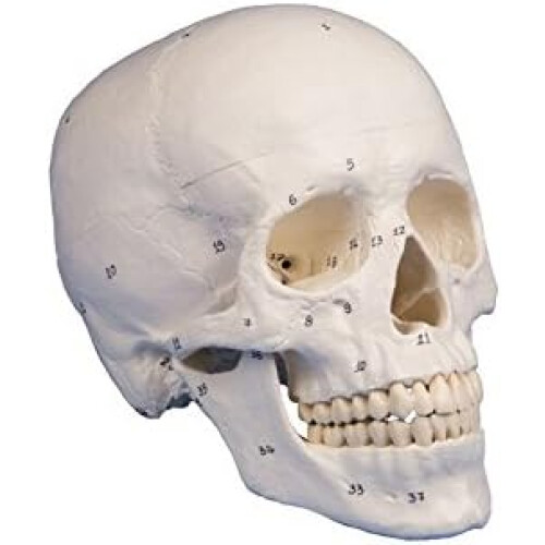 'Skull Model 3 Part Numbered' 1