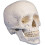 'Skull Model 3 Part Numbered' 5