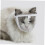 Cat Muzzle for Grooming, Clear Face Mask, Cleaning Accessories 2