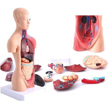 Removable 3D Anatomical Model of Human Torso, 15Piece, for Medical Student Learning