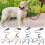 Double bungee leash, padded handles, training tool, 360 swivel, reflective, removable double leash 2
