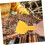 Portable Plastic Beekeeping Tool for Easy Honey Collection Multifunctional Beekeeper Supplies 4