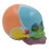 Lifesize skull skeleton model coded skull anatomy skull model for teaching 1
