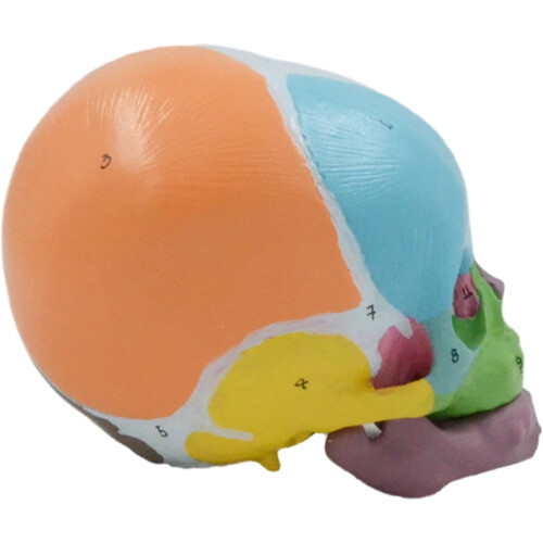 Lifesize skull skeleton model coded skull anatomy skull model for teaching 2