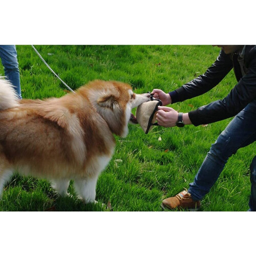 Dog Training Cushion with Handles, 29 x 20 x 9 cm 1