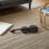 Toddler Violin Toy Plastic Coffee Musical Learning Aid 5