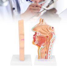 Anatomisches Lehrmodell des menschlichen Nasen-, Mund- und Rachenbereichs für den Unterricht