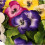 Oypla Oypla Artificial Garden Hanging Wicker Basket with Multicoloured Flowers 10