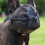 Dog Muzzle For Large Dogs Adjustable ChewingProof BitingProof Stop Barking Training 2