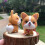 Complete Wool Felting-Cat picked up English version tuto 6