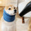 Couvre-oreilles confortable pour animaux de compagnie,-Rose M 5